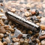 Evolved - Real Simple Bullet Vibrator - Black Chrome