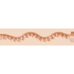 Fleshlight Girls - Maitland Ward Tight Chicks